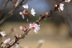 コシノフユ桜