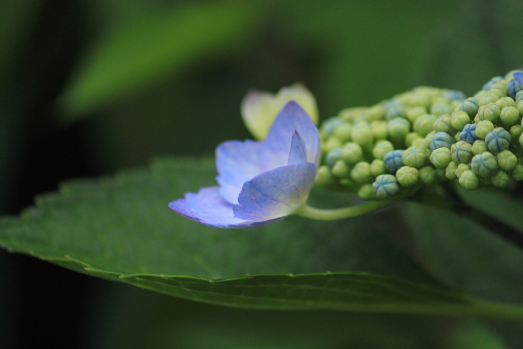 静かに咲く紫陽花