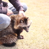 公園散歩中の狸　２