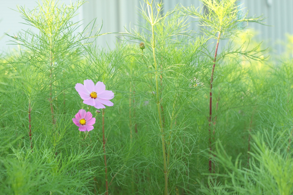 静かな朝のひと時