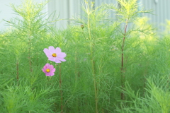 静かな朝のひと時