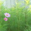 静かな朝のひと時