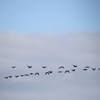 青空が見えて安心したかのように鳥さん集団飛翔