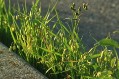 道端の小判草