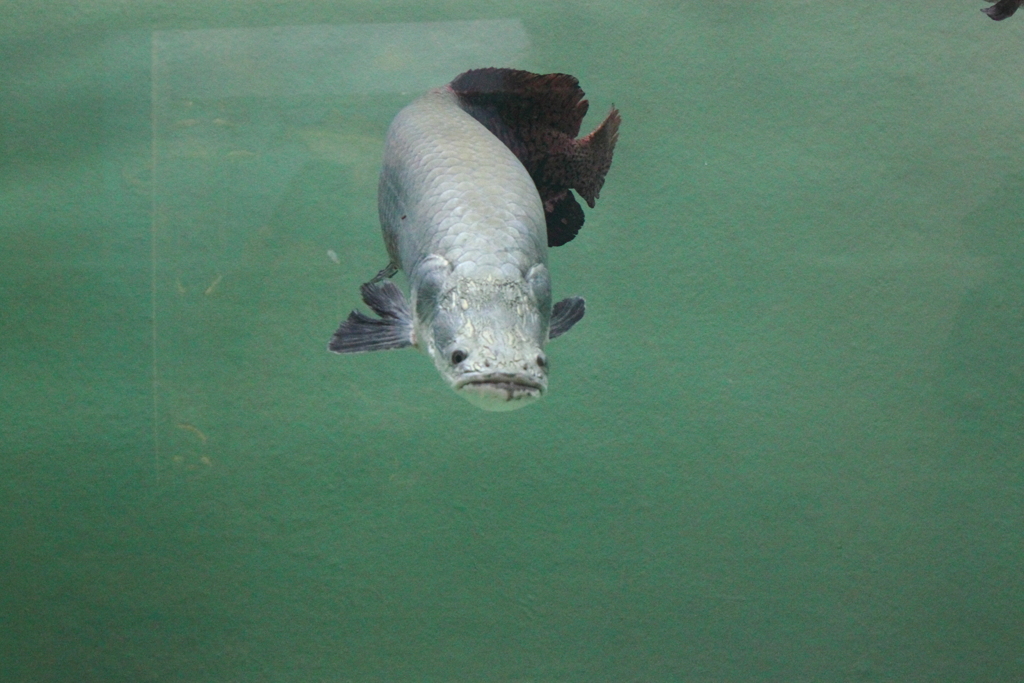 巨大魚　ピラルク
