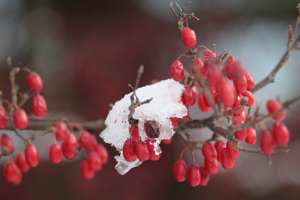 雪の日のサンシュユ