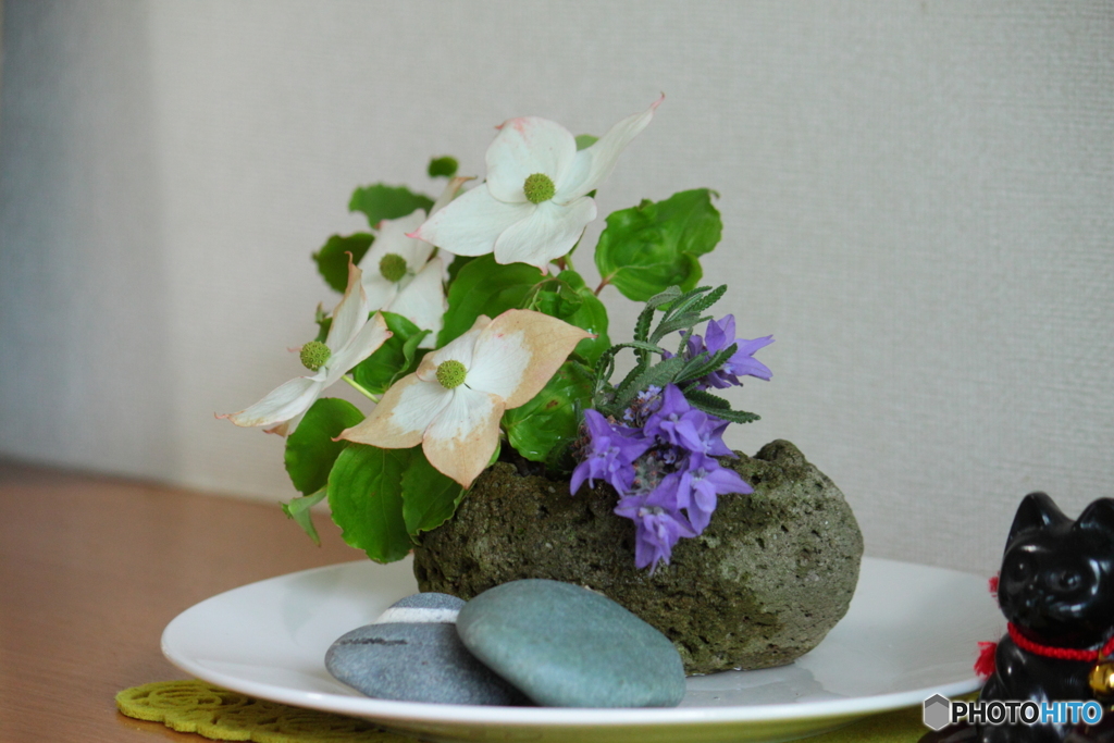 ヤマボウシ　貴女はこんなにお洒落だったの