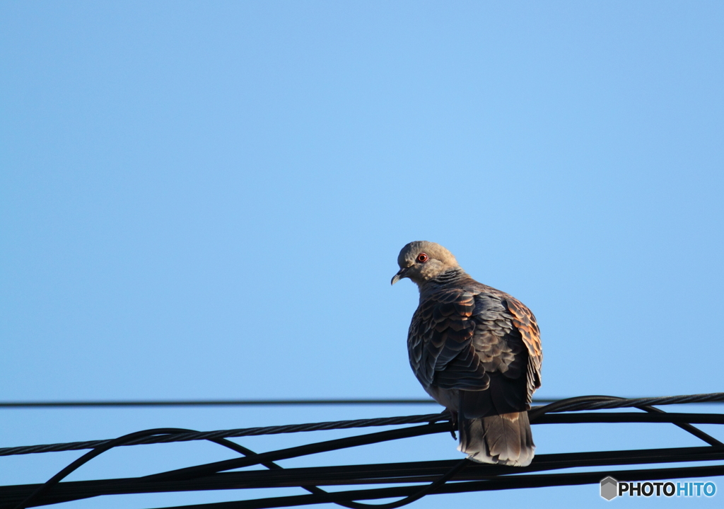 カメラに気がついた鳩  ^^