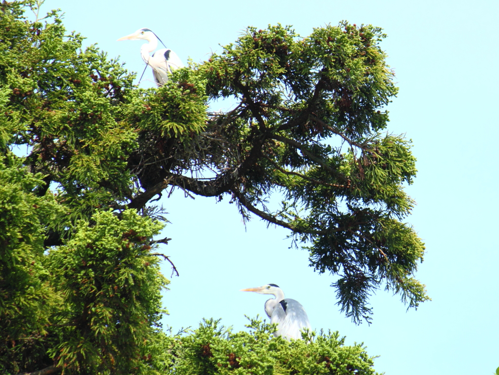 今日は２人で見張番