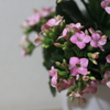 外は雪まっしろ・・ピンクのお花に寒さを忘れ