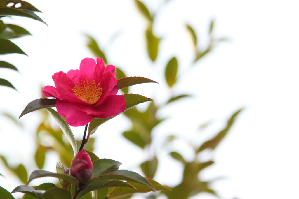 さざんかの花　♪