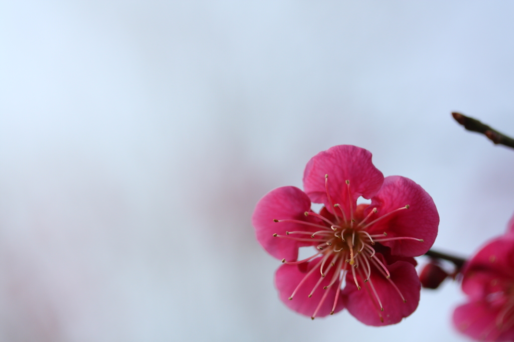 梅５