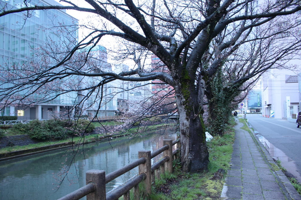 松川べり桜模様　