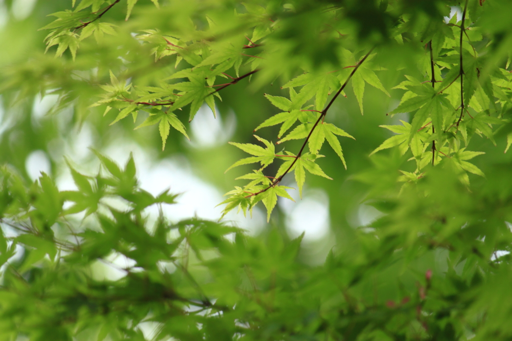 ５月ならではの緑