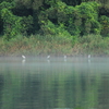 静かな川の朝を楽しむアオサギたち