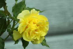 散策道で見つけた・・幸せの黄色いバラ