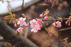 河津桜が綺麗２