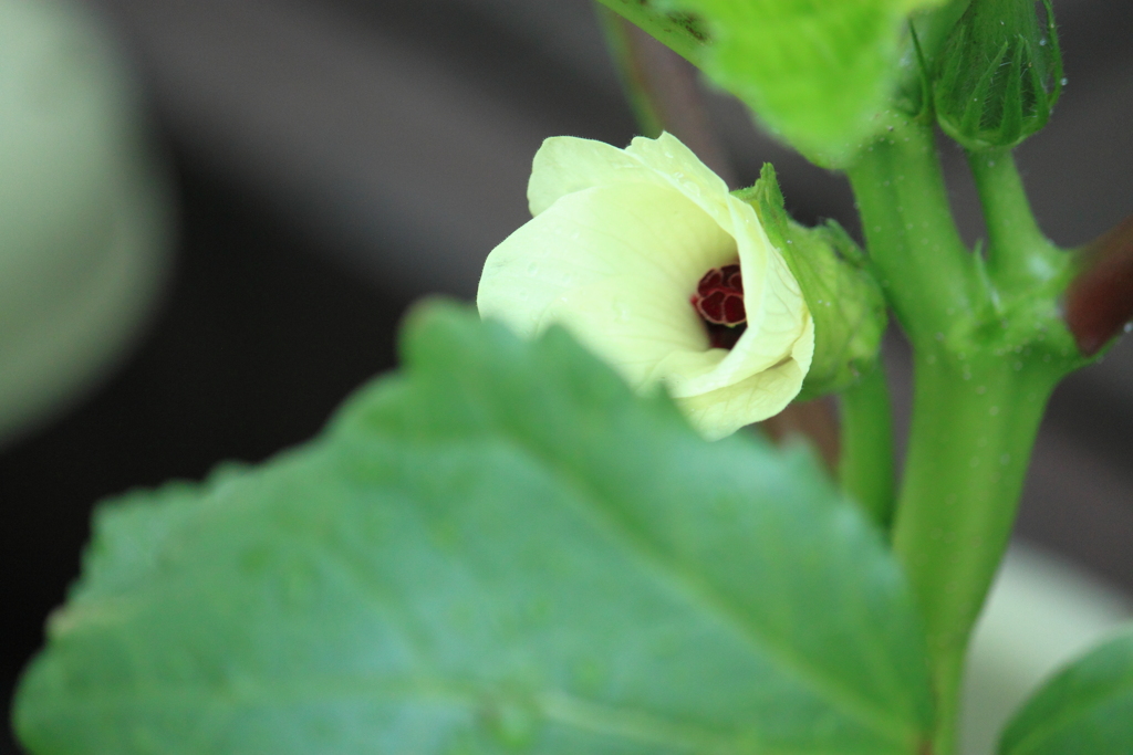 オクラのお花