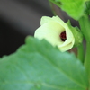 オクラのお花