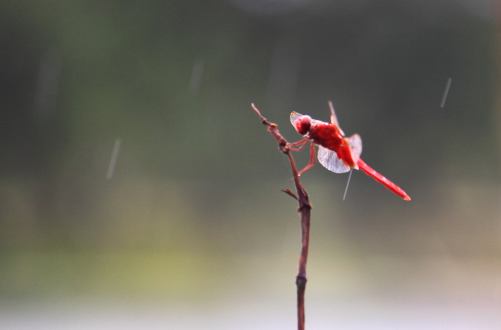 小雨降る中に羽やすめ・・ショウジョウトンボ