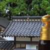 疑宝珠