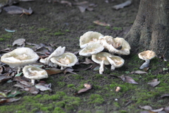 キノコ村発見