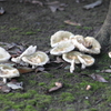 キノコ村発見