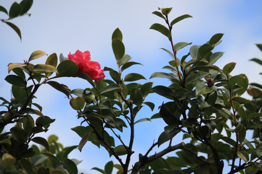 青空に映える山茶花