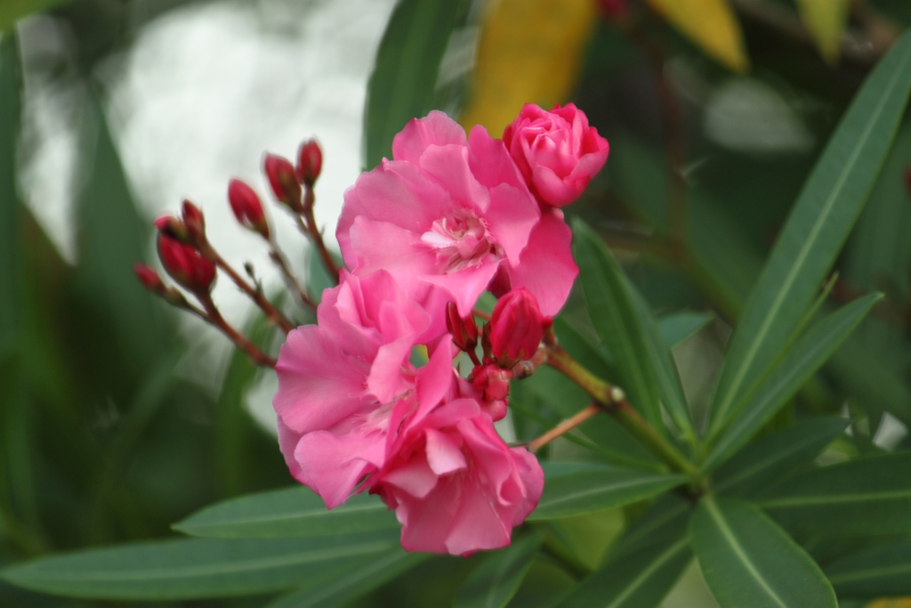 夾竹桃・・花言葉　油断大敵とも