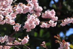 桜・・多賀紅