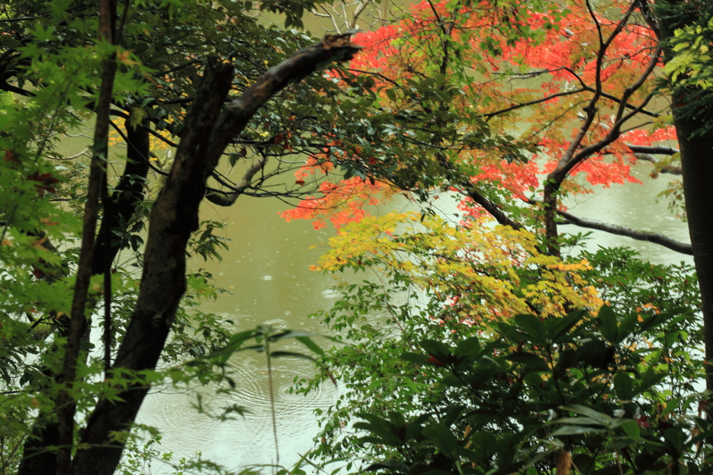 紅葉際立つ濠の傍
