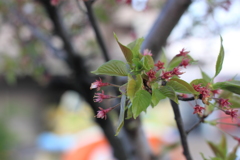また綺麗なお花をみせてね＾＾