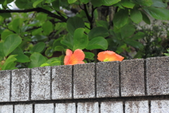 塀の上から・・こんにちは～＾＾