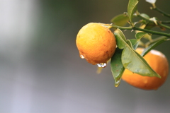 雨の朝の散歩・・見つけたキンカン