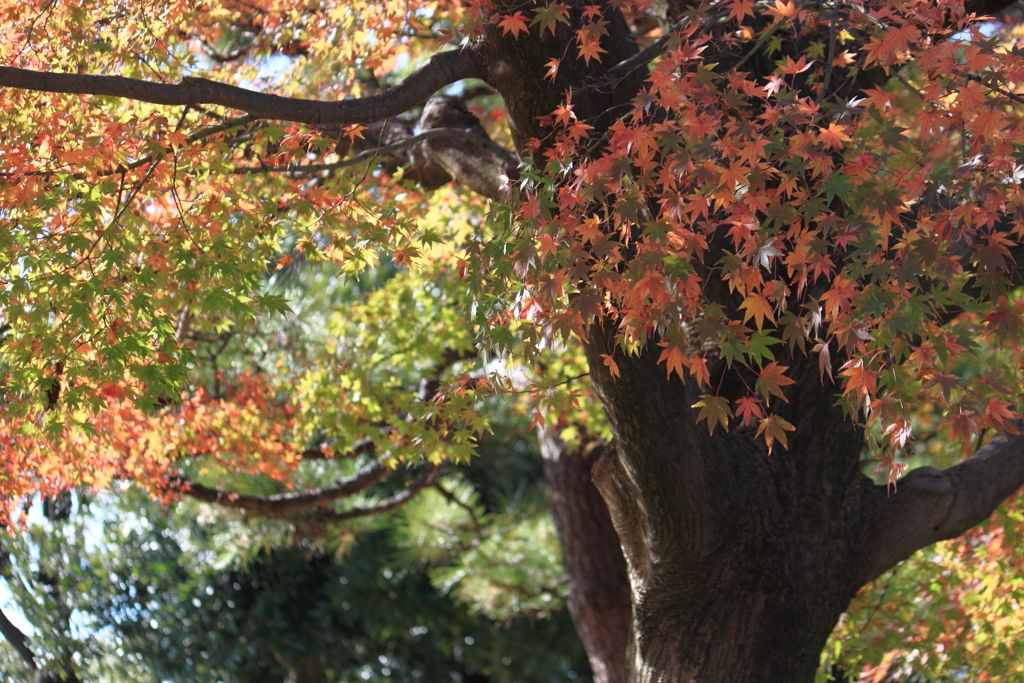 移り変わる紅葉色に気を取られ