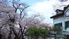 文句なしのお花見びより