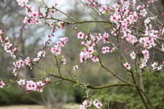 アーモンドの花