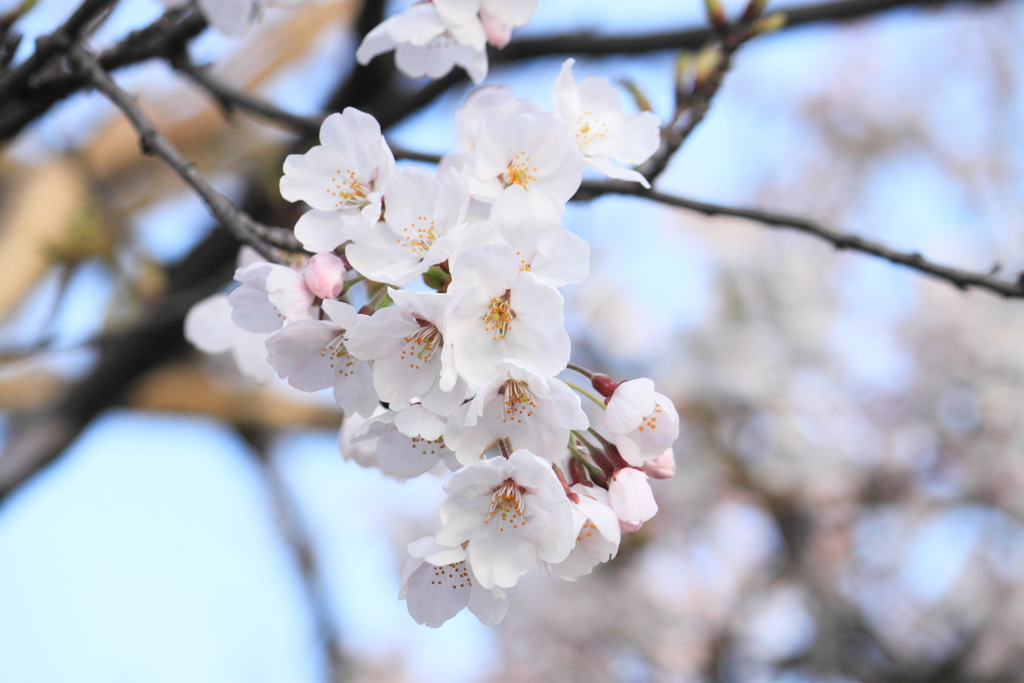 散歩道の桜・・１