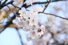 散歩道の桜・・１