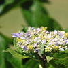 紫陽花・・フラメンコ