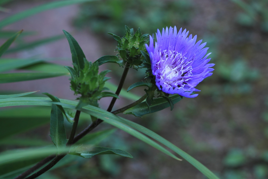 ストケシア（瑠璃菊）