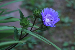 ストケシア（瑠璃菊）