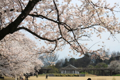 花曇りの日・・何となく寂しい植物園お花見