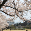 花曇りの日・・何となく寂しい植物園お花見