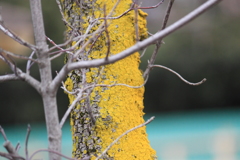 街路樹の黄色い苔