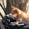 ワンちゃん用乳母車で公園お散歩