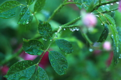 雨後の雫たち　３