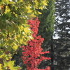 街中紅葉模様