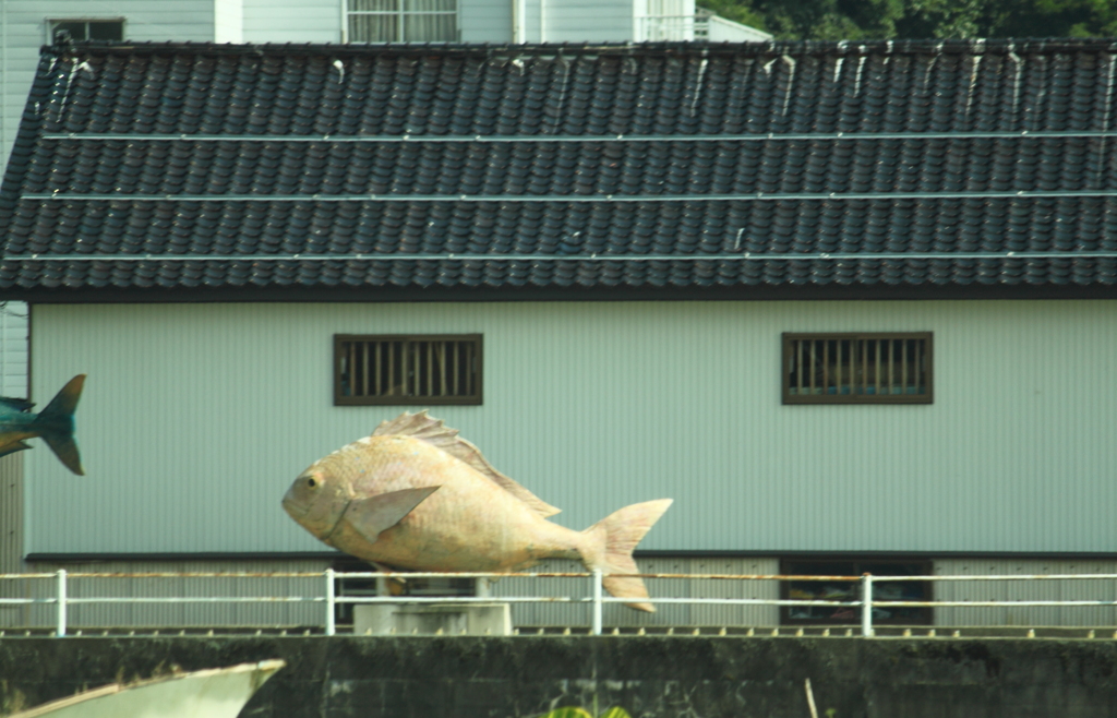 大きな魚　鯛