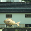 大きな魚　鯛